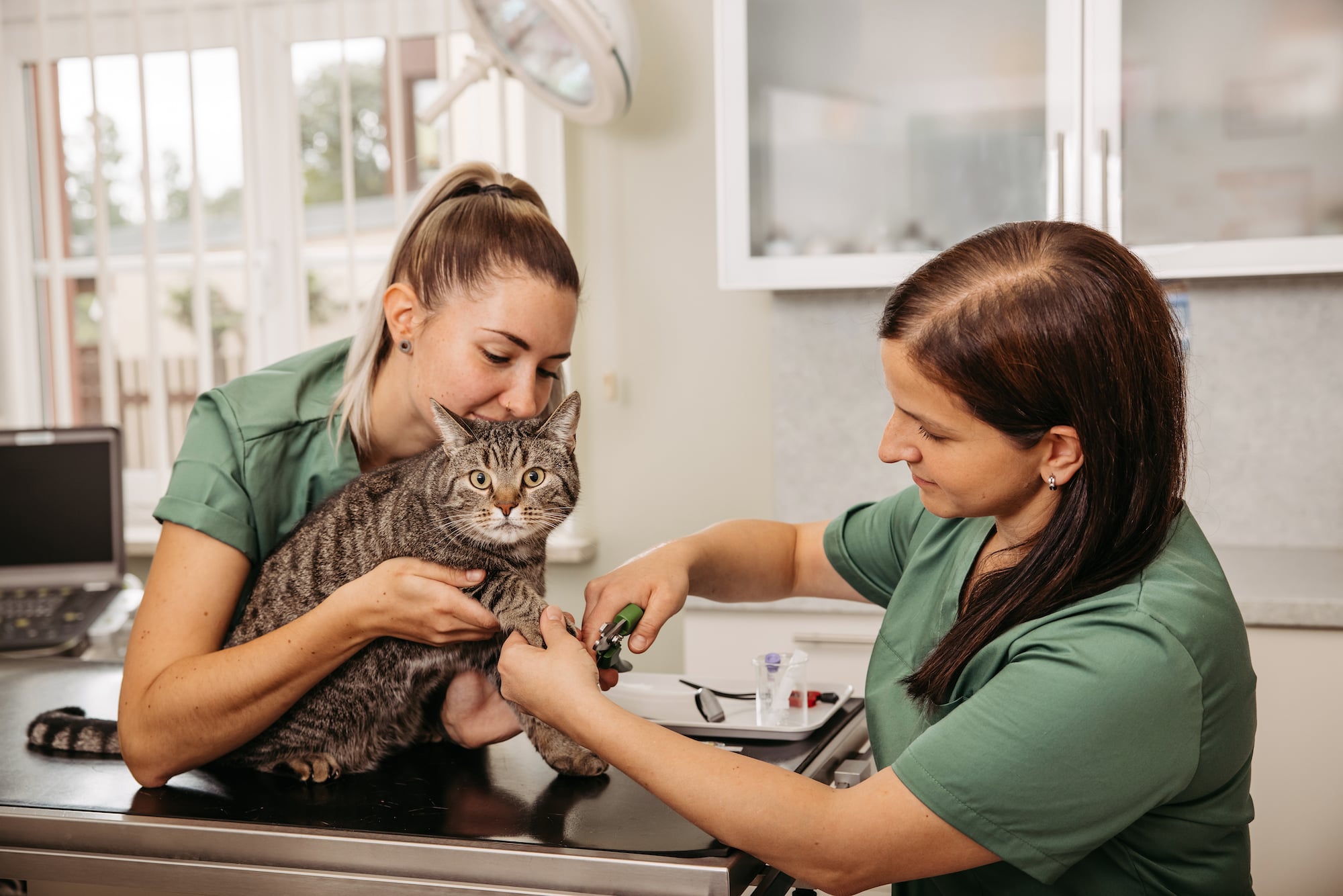 Krallenschneiden bei Katzen gehört zu unseren Leistungen